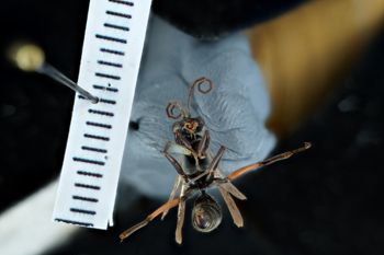 Media type: image;   Entomology 17178 Aspect: habitus ventral view